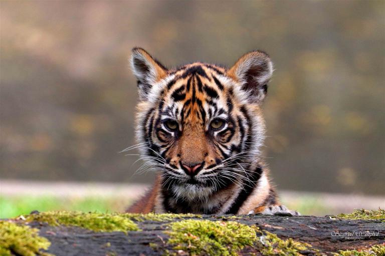 13. Kleiner Tiger, 6 mm Acrylglas | 90 x 60 cm | 235,- €