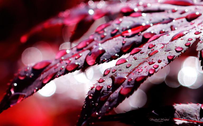 32. Nach dem Regen, 3mm Acrylglas vor Alu-Dibond | 64x40 cm | 155,- €