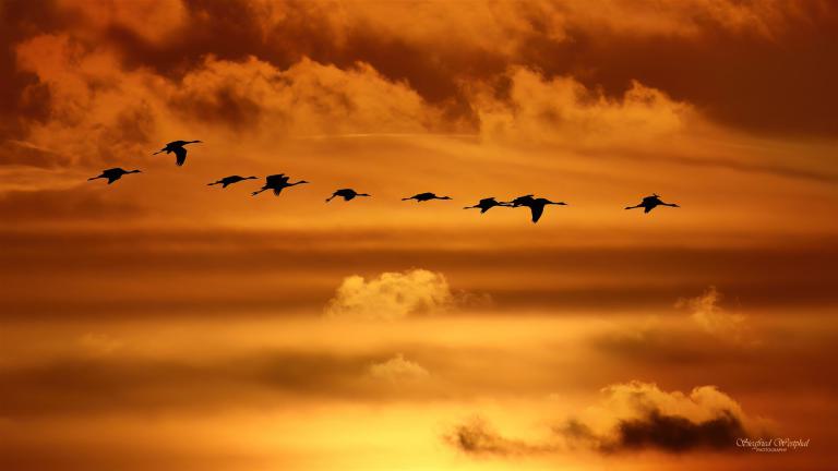 34. Abendhimmel mit Kranichen, 3 mm Acrylglas vor Alu-Dibond | 80 x 45 cm | 195,- €