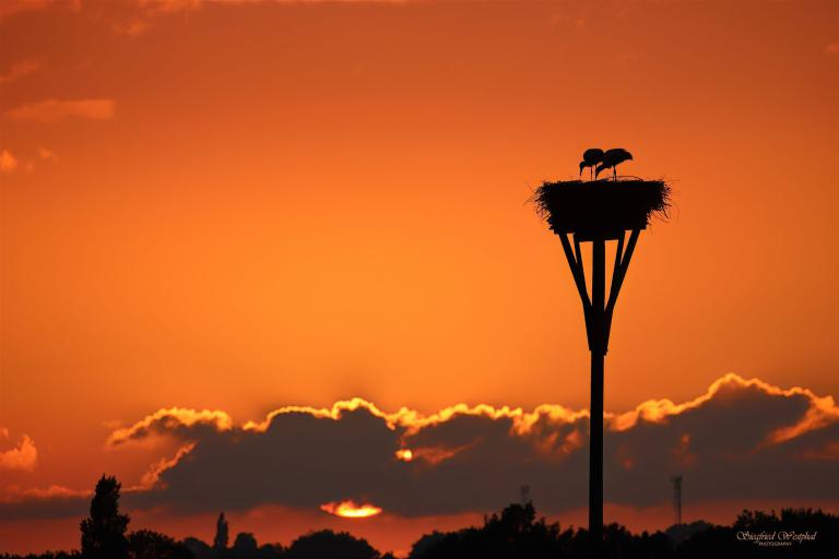 44. Storchennest vor Abendhimmel, 3 mm Acrylglas vor Alu-Dibond | 90 x 60 cm | 235,- €