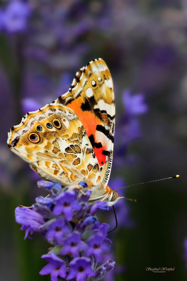 55. Distelfalter geschlossen, 5 mm Acrylglas | 40 x 60 cm | 145,- €